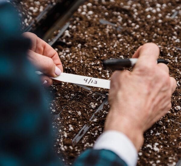 Een sfeervolle tuin begint met structuur: kies planten die de toon zetten 