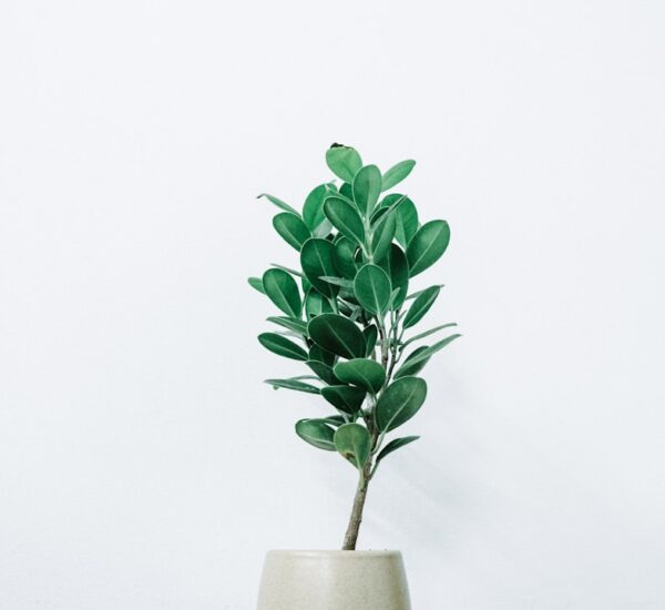 Zo geef je een grote oude rhododendron weer een frisse start