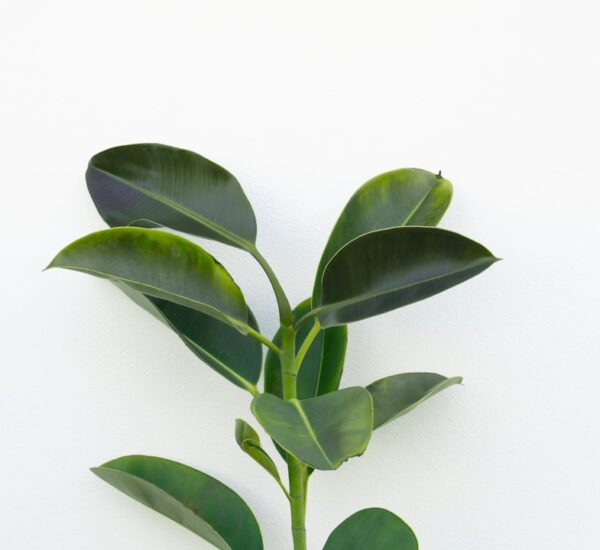 Passiebloem snoeien: het juiste moment en simpele tips voor een gezonde plant